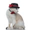 Metis cat with black hat sitting and looking aside