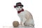 Metis cat with bowtie and hat sitting near a ball