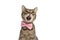 Metis cat licking her mouth and wearing a pink bowtie