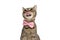 Metis cat licking her nose and wearing a pink bowtie