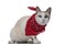 Metis cat with red bandana sitting and preparing to defend