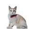 Metis cat with red bowtie sitting and detecting something ahead