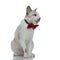 Metis cat with red bowtie sitting and sticking out tongue