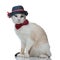 Metis cat wearing hat sitting and posing with elegance