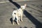 Metis Labrador dog on the asphalt background on a sunny day