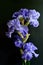 Metoleus blue bearded iris black background vertical