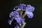 Metoleus blue bearded iris closeup black background horizontal