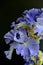 Metoleus blue bearded iris closeup black background text area top corner masthead vertical