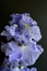 Metoleus blue bearded iris closeup black background text area top masthead vertical