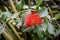 Metrosideros. bright red flower. Botanical Garden. beautiful green plants