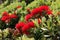 Metrosideros excelsa, red flower New Zealand