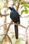 Meve\'s Longtailed Starling - Okavango Delta - Moremi N.P.