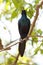 Meve\'s Longtailed Starling - Okavango Delta - Moremi N.P.