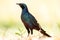 Meve\'s Longtailed Starling - Okavango Delta - Moremi N.P.