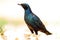 Meve\'s Longtailed Starling - Okavango Delta - Moremi N.P.