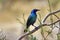 Meves`s glossy-starling on a tree branch