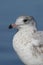 Mew Gull, Larus canus