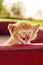 Mewing ginger kitten in wagon