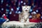 Mewing kitten sitting on Christmas gift