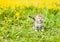 Mewing kitten walking on green grass