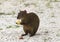 A Mexican Agouti having a meal on fallen fruit