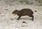 A Mexican Agouti having a meal on fallen fruit