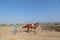 Mexican agricultural landscape: Peasant farmer tilling the land with a horse to cultivate amaranth