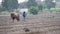 Mexican agricultural traditions: Mexican peasant farmer and his horse in amaranth planting