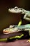 Mexican Alligator Lizard Animal. AI Generated.