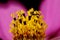 Mexican Aster Cosmos bipinnatus. Disc Florets Closeup