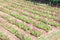 Mexican aster field or colorful cosmos flowers blooming in garden  background