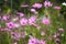 Mexican aster  field or pink cosmos flowers blooming in  garden with light wind
