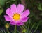 Mexican Aster or Garden cosmos, Cosmos bipinnatus, purple flower close-up, selective focus, shallow DOF
