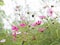 Mexican Aster, pink cosmos Flowers