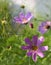 Mexican aster in sunlight