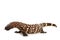 Mexican Beaded Lizard