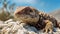 Mexican beaded lizard close-up on mountain rocks