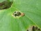 Mexican bean beetle lady beetle
