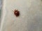The Mexican bean beetle is a species of lady beetle that can be an agricultural pest
