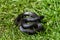 The Mexican black kingsnake Lampropeltis getula nigrita is part of the larger colubrid family of snakes, and a subspecies of the