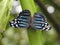 Mexican Bluewing butterfly