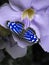 Mexican Bluewing butterfly