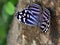 Mexican Bluewing Butterfly