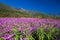 Mexican Bush Sage