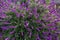 Mexican bush sage flowers in purple shade in the garden in Tasmania, Australia