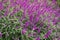 Mexican bush sage flowers (Salvia leucantha) in purple shade