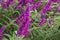 Mexican bush sage flowers (Salvia leucantha) in purple shade