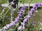 Mexican Bush Sage Salvia leucantha, Strauchige Salbei, Samt-Salbei und Mexikanischer Strauch-Salbei, WeissblÃ¼tige Salbei