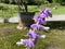 Mexican Bush Sage Salvia leucantha, Strauchige Salbei, Samt-Salbei und Mexikanischer Strauch-Salbei, WeissblÃ¼tige Salbei