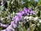 Mexican Bush Sage Salvia leucantha, Strauchige Salbei, Samt-Salbei und Mexikanischer Strauch-Salbei, WeissblÃ¼tige Salbei